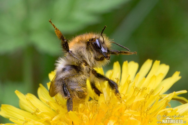 Common Carder-bee (Bombus pascuorum)