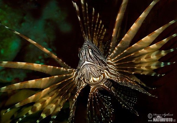 Common lionfish (Pterois volitans)