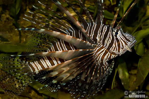 Common lionfish (Pterois volitans)