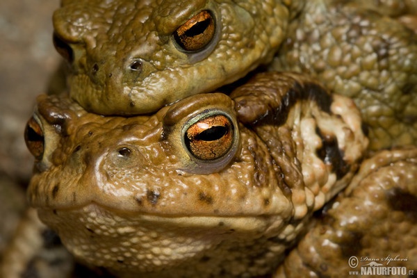 Common Toad (Bufo bufo)