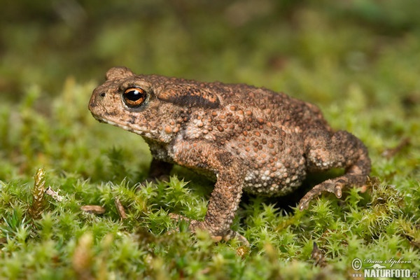 Common Toad (Bufo bufo)