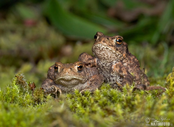 Common Toad (Bufo bufo)