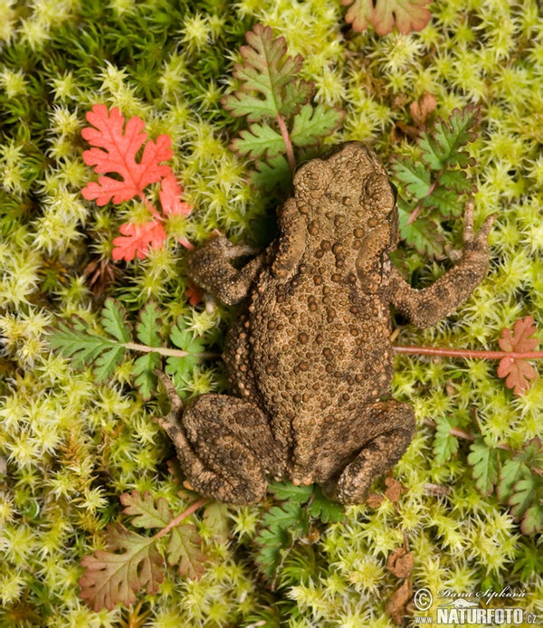 Common Toad (Bufo bufo)