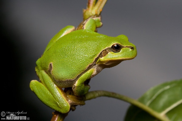 Common Tree Frog (Hyla arborea)