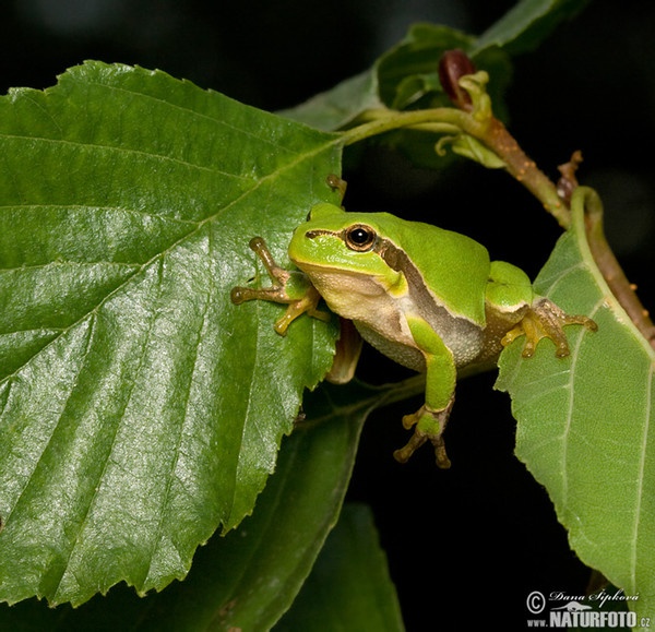 Common Tree Frog (Hyla arborea)