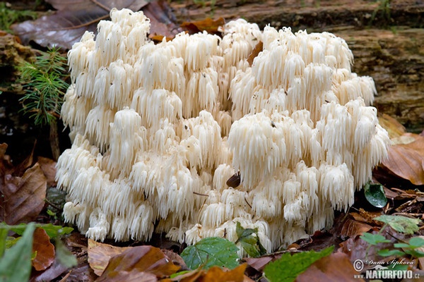 Coral Hericium Mushroom (Hericium flagellum)