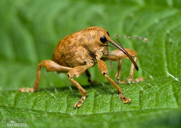 Curculio nucum