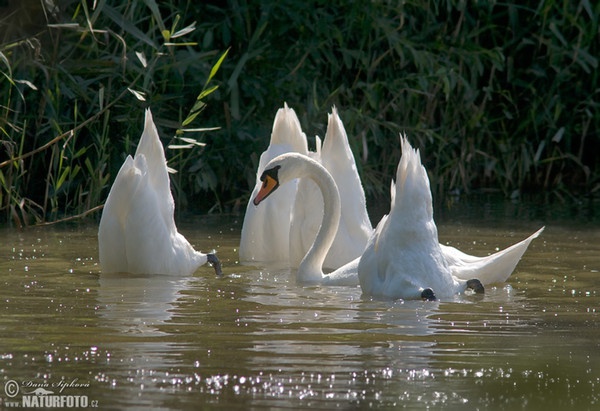 Cygne tuberculé