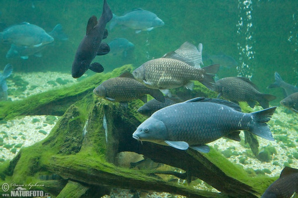 Cyprinus carpio