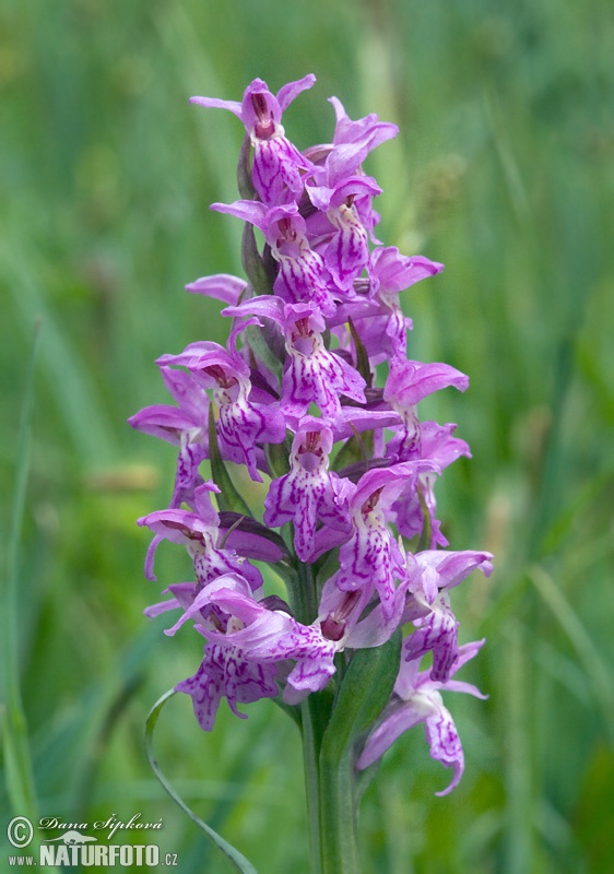 Dactylorhize de mai - Orchis à larges feuilles