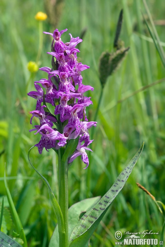 Dactylorhize de mai - Orchis à larges feuilles