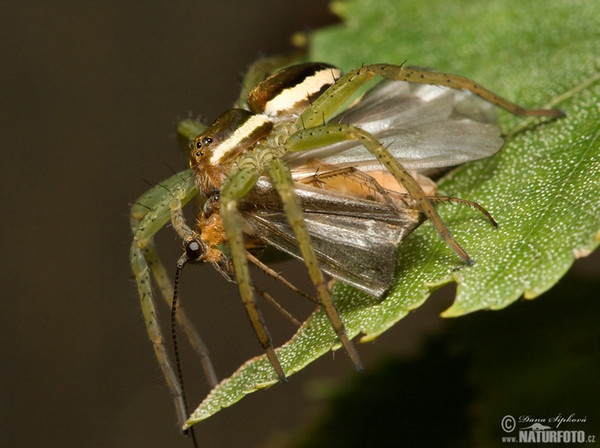 Dolomedes fimbriatus