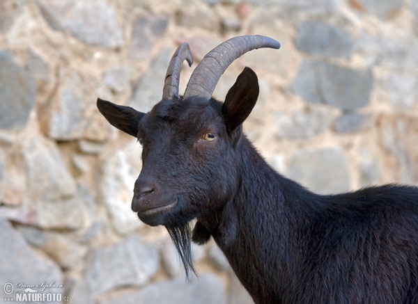 Domestic Goat (Capra aegagrus hircus)