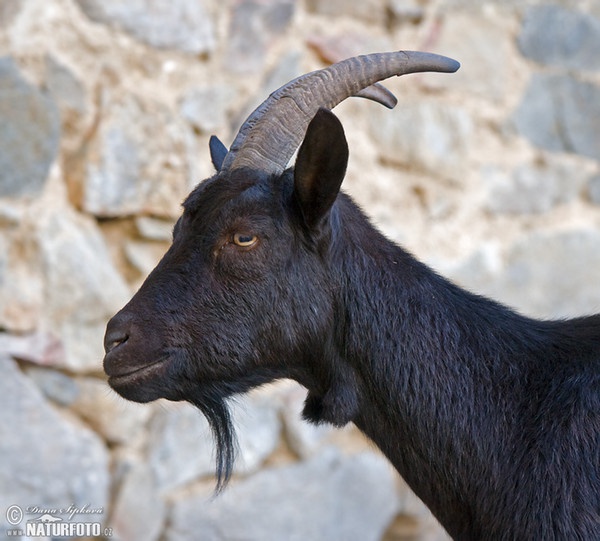 Domestic Goat (Capra aegagrus hircus)