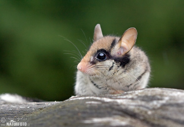 Eliomys quercinus