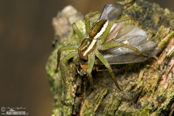 erandete Jagdspinne