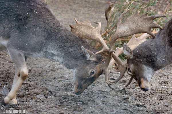 Fallow deer (Dama dama)