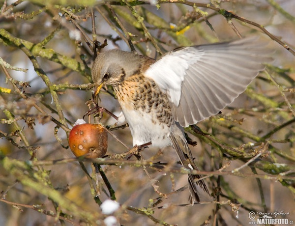 Fieldfare (Turdus pilaris)