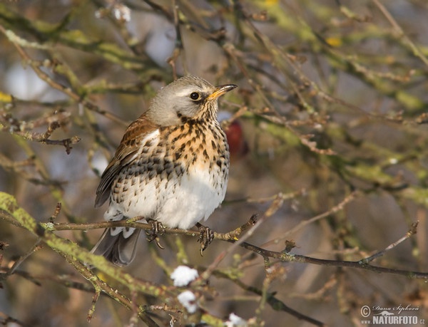 Fieldfare (Turdus pilaris)