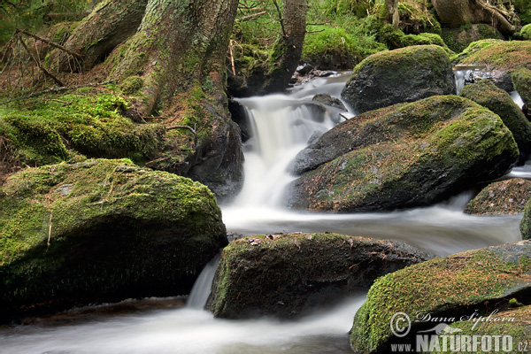 Forêt de Bohême