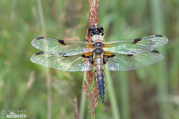 Four-spotted Chaser (Libellula quadrimaculata)