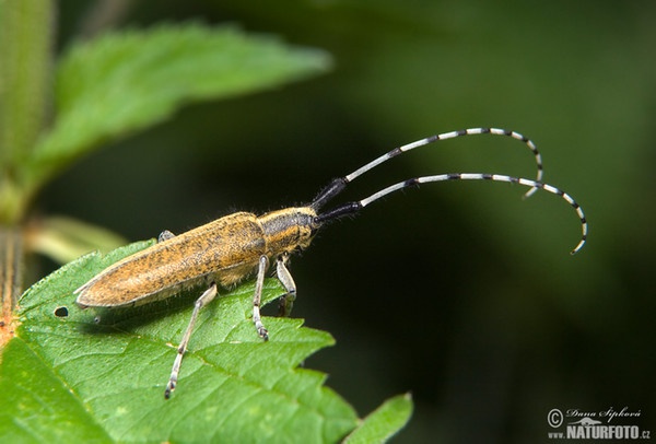 Golden-bloomed Grey Longhorn (Agapanthia villosoviridescens)