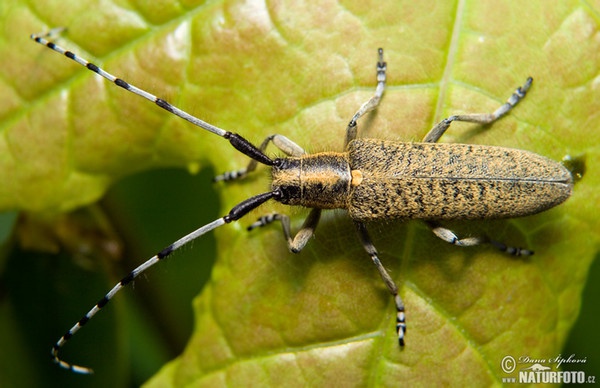 Golden-bloomed Grey Longhorn (Agapanthia villosoviridescens)