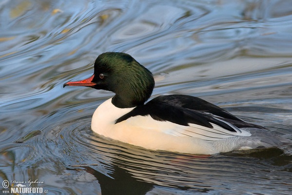 Goosander (Mergus merganser)