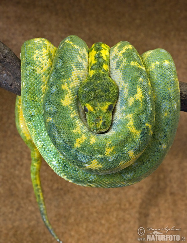 Green Tree Python (Morelia viridis)