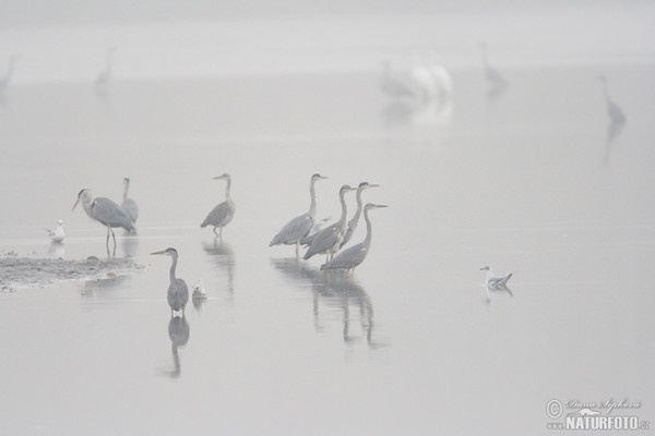 Grey Heron (Ardea cinerea)