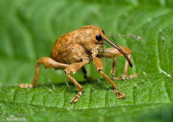 Hazelnut Weevil (Curculio nucum)