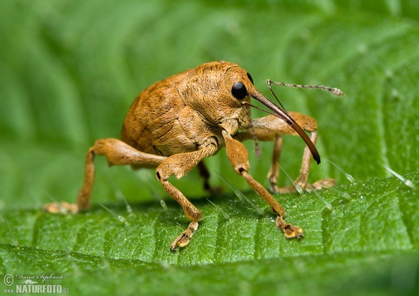 Hazelnut Weevil (Curculio nucum)