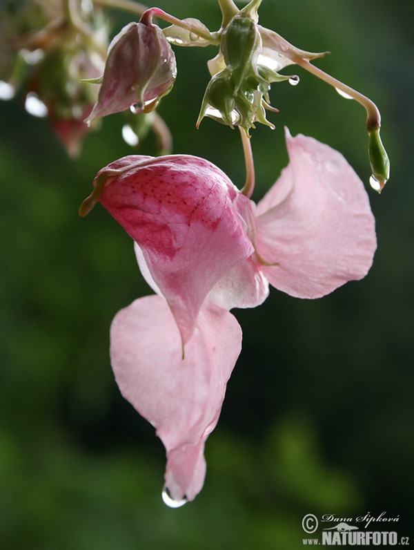 Himalayan Balsam (Impatiens glandulifera)