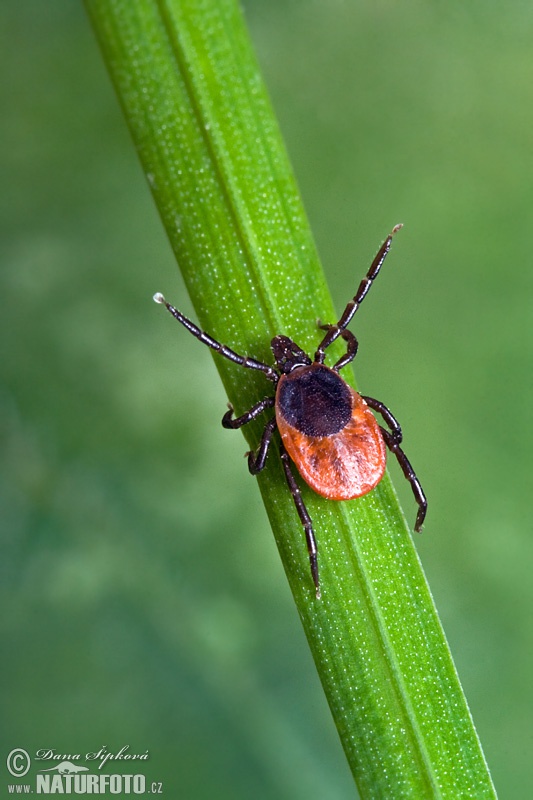 Ixodes ricinus