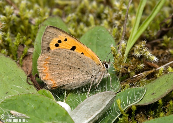 Kleine vuurvlinder