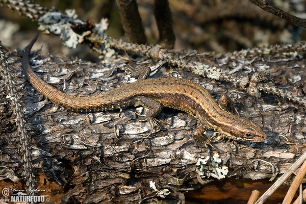 Lézard vivipare