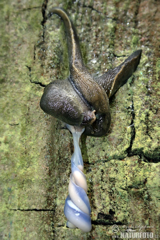 Limax cinereoniger