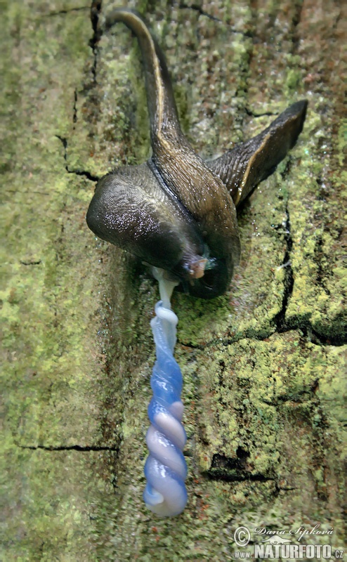 Limax cinereoniger