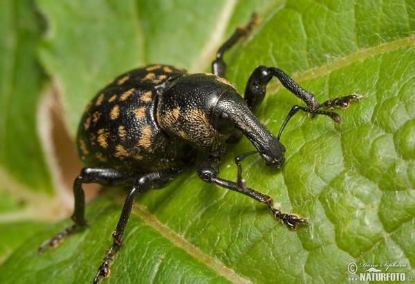 Liparus glabrirostris