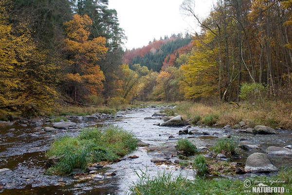 Lomnice Stream (Pisecko)