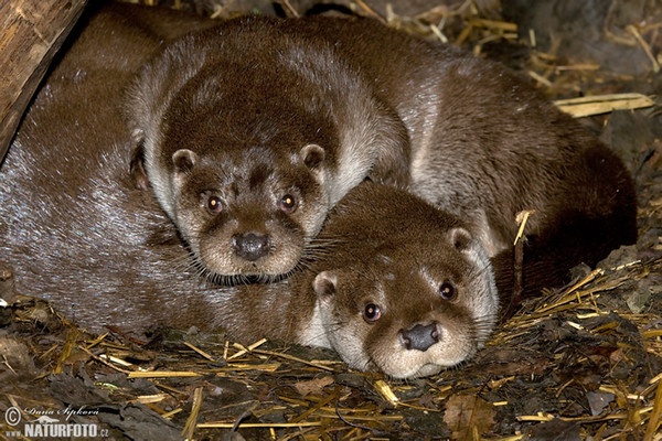 Loutre d'Europe