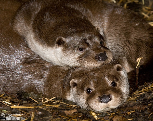 Loutre d'Europe