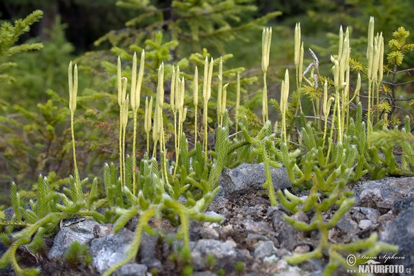 Lycopodium clavatum