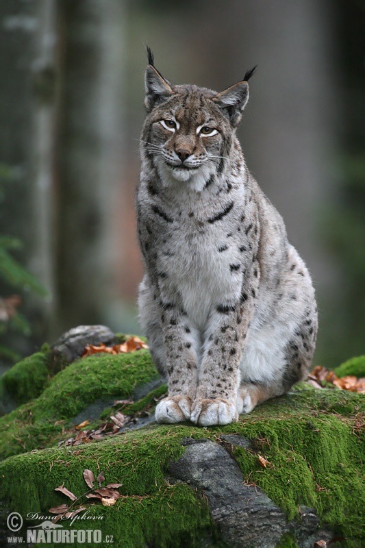 Lynx boréal