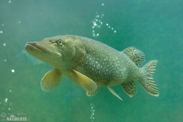 Northern Pike (Esox lucius)