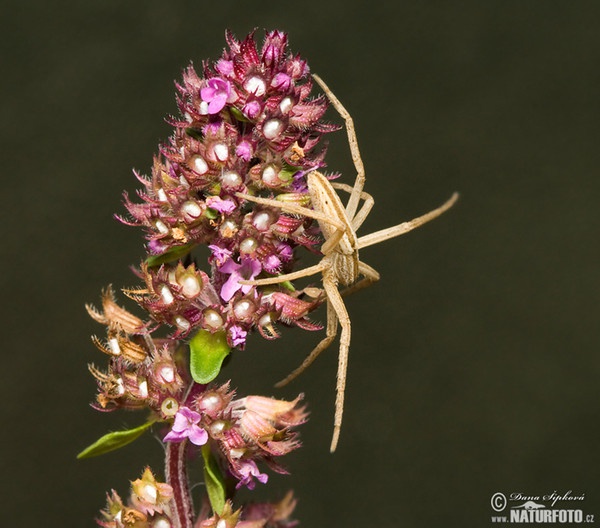 Oblong Running Crab Spider (Tibellus oblongus)