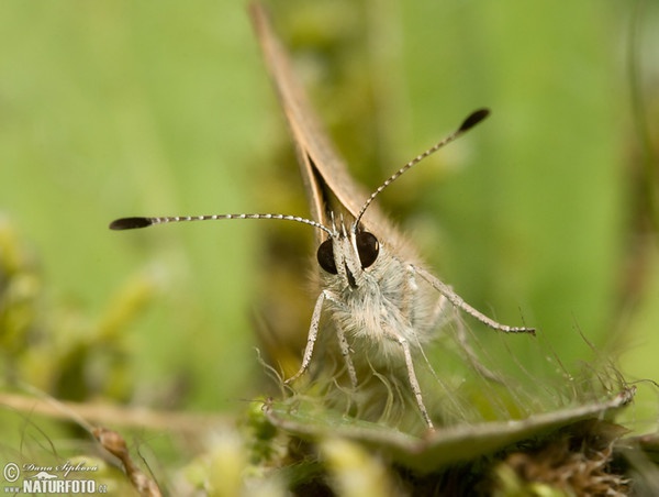 ogeta papallona