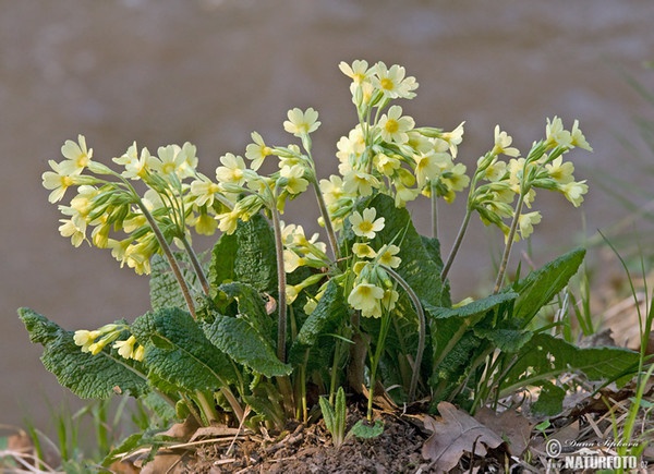 Oxlip (Primula elatior subsp. elatior)