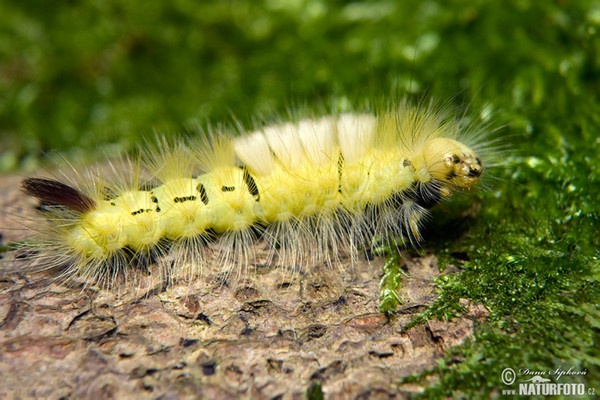 Pale Tussock Moth (Calliteara pudibunda)