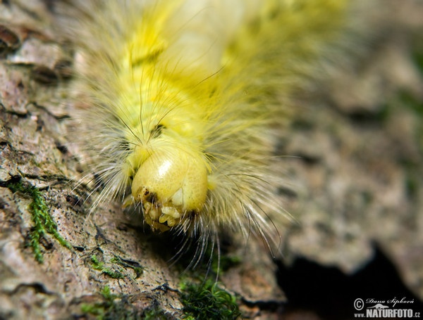 Pale Tussock Moth (Calliteara pudibunda)